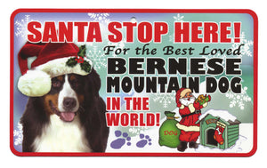 Bernese Moutain Dog Santa Stop Here Pet