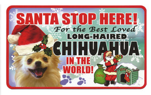 Chihuahua (Long Haired)  Santa Stop Here