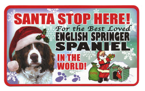 Spaniel (English Springer)  Stop Here Si